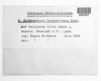 Pucciniastrum goeppertianum image